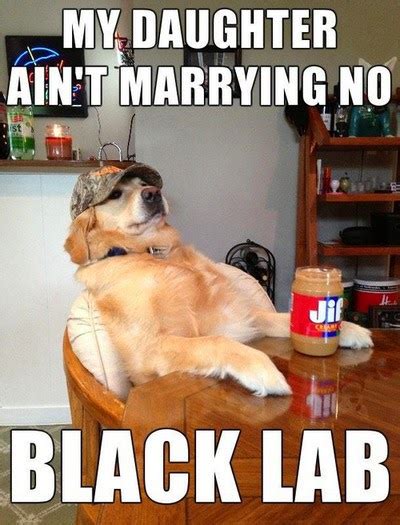 My daughter ain't dating a black lab  2 comment